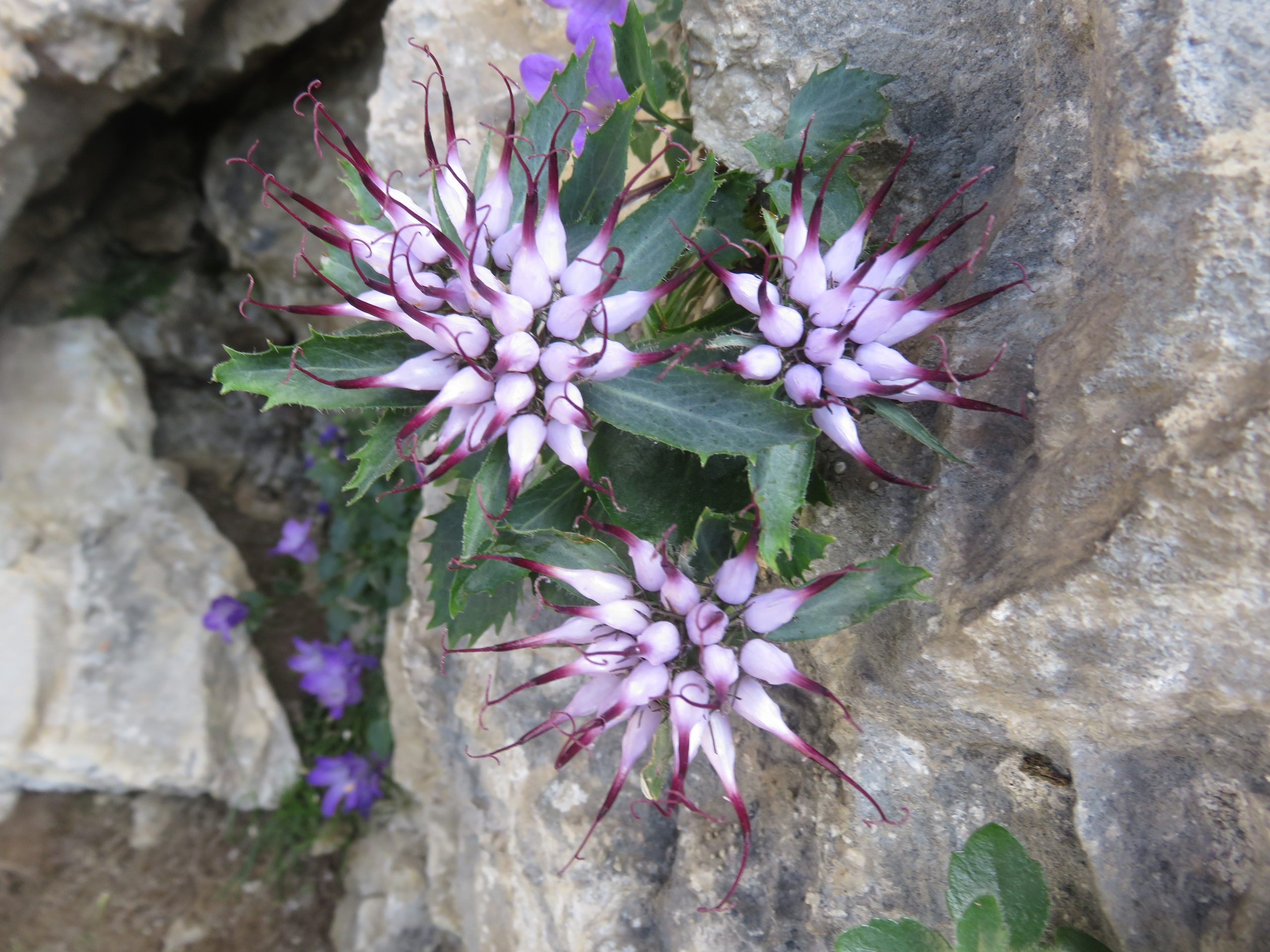Tri dolomitske lepotice