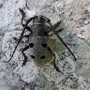 Alpski kozliček (Morimus funereus)