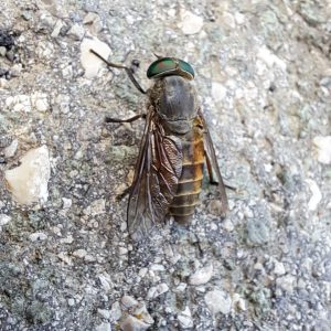 Brencelj ali obad (Tabanus) brez slamice za balansiranje leta