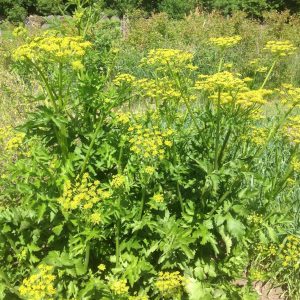 Divji pastinak (Pastinaca sativa)