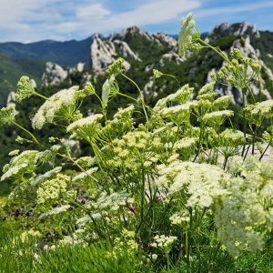 Gorski dežen (Heracleum spondylium ssp. montanum)