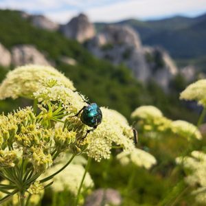 Kovinsko bleščeči hrošč Chrysolina na kobulnici korošica (Laserpitium)