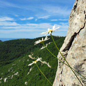 Morala bi biti skalna ivanjščica (Tanacetum corymbosum), pa ni, je navadna marjetica (Leucanthemum vulgare)