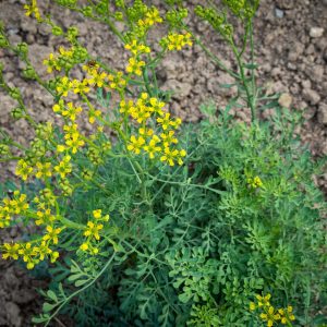 Ruta (Ruta graveolens)