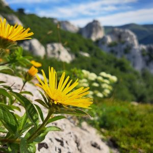 Srhkodlakavi oman (Inula hirta)