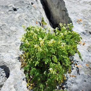 Bleda kadilnica (Corydalis ochroleuca Pseudofumaria alba)